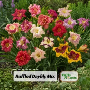 Ruffled Daylily Mix Seeds - Hemerocallis hybrida - 20 Seeds - Hardy Perennial Flower for Garden & Landscape - Image 1