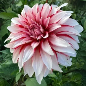 Santa Claus Dahlia Seeds - Pollinator Friendly- Open Pollinated - Heirloom - Flower Seeds - Mix Seeds to Plant - Image 10