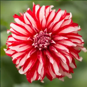 Santa Claus Dahlia Seeds - Pollinator Friendly- Open Pollinated - Heirloom - Flower Seeds - Mix Seeds to Plant - Image 11