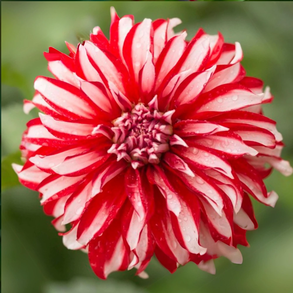 Santa Claus Dahlia Seeds - Pollinator Friendly- Open Pollinated - Heirloom - Flower Seeds - Mix Seeds to Plant - Image 11