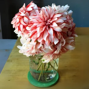 Santa Claus Dahlia Seeds - Pollinator Friendly- Open Pollinated - Heirloom - Flower Seeds - Mix Seeds to Plant - Image 12