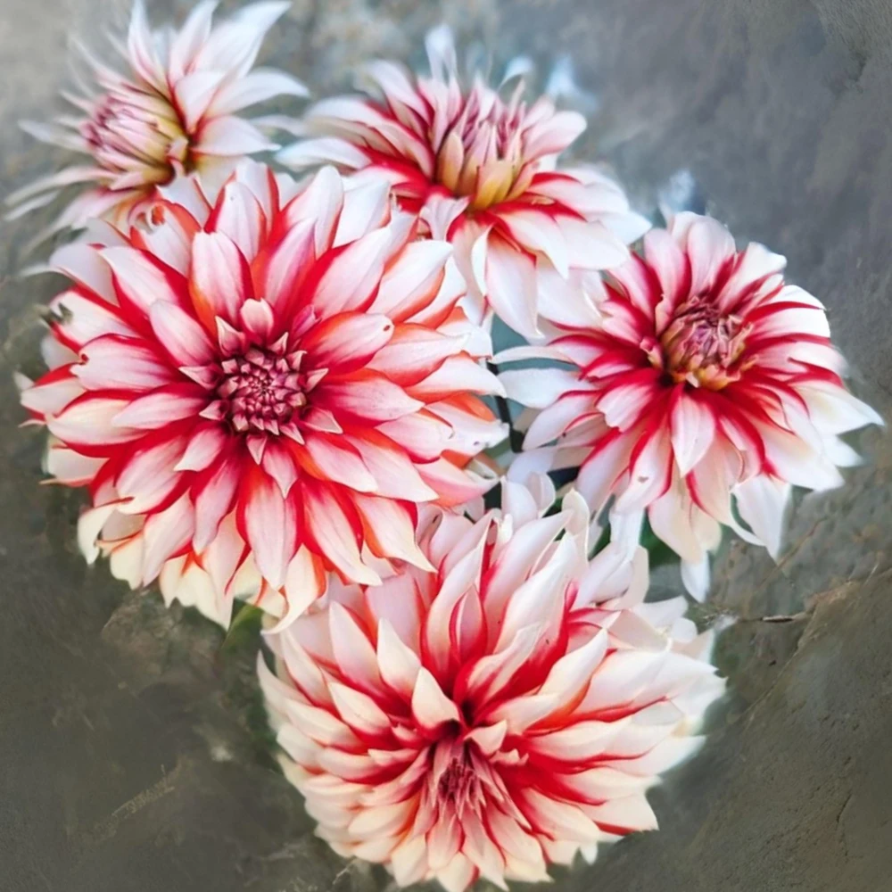 Santa Claus Dahlia Seeds - Pollinator Friendly- Open Pollinated - Heirloom - Flower Seeds - Mix Seeds to Plant - Image 13