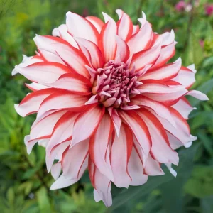 Santa Claus Dahlia Seeds - Pollinator Friendly- Open Pollinated - Heirloom - Flower Seeds - Mix Seeds to Plant - Image 14