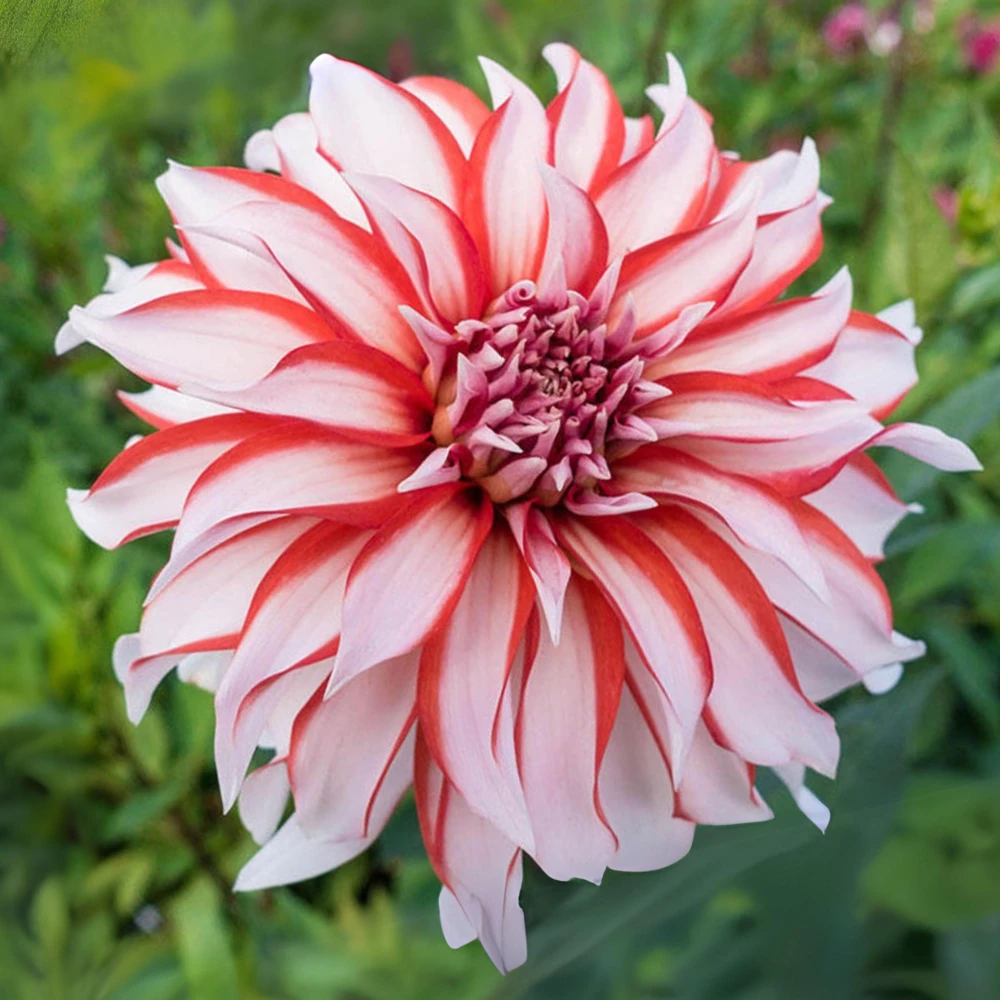 Santa Claus Dahlia Seeds - Pollinator Friendly- Open Pollinated - Heirloom - Flower Seeds - Mix Seeds to Plant - Image 14
