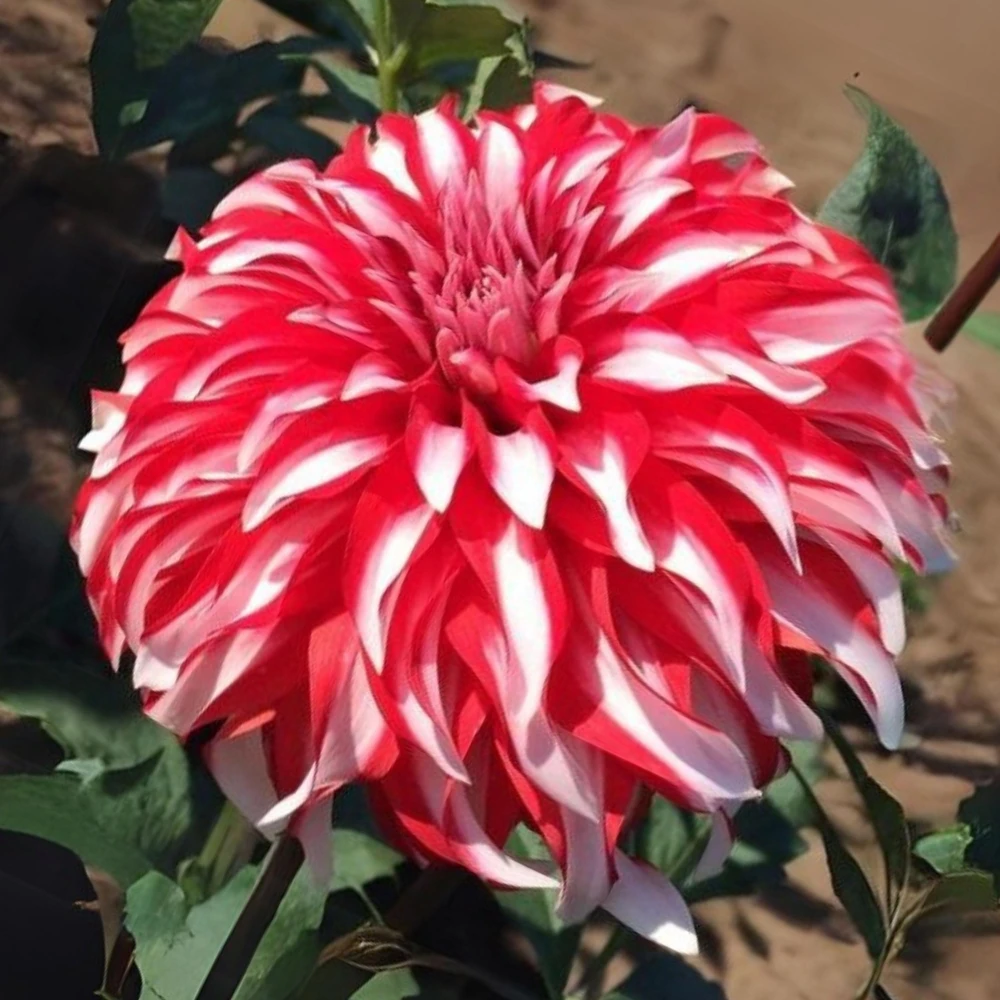 Santa Claus Dahlia Seeds - Pollinator Friendly- Open Pollinated - Heirloom - Flower Seeds - Mix Seeds to Plant - Image 15