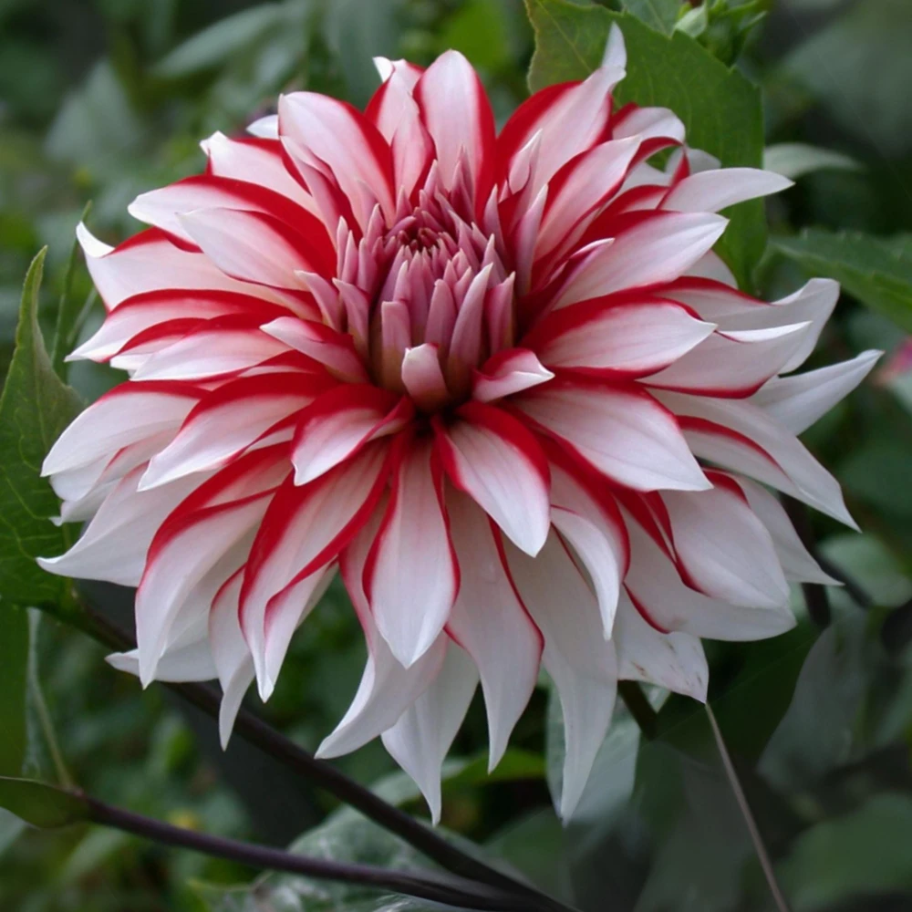 Santa Claus Dahlia Seeds - Pollinator Friendly- Open Pollinated - Heirloom - Flower Seeds - Mix Seeds to Plant - Image 16
