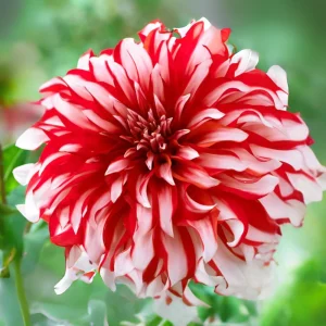 Santa Claus Dahlia Seeds - Pollinator Friendly- Open Pollinated - Heirloom - Flower Seeds - Mix Seeds to Plant - Image 17