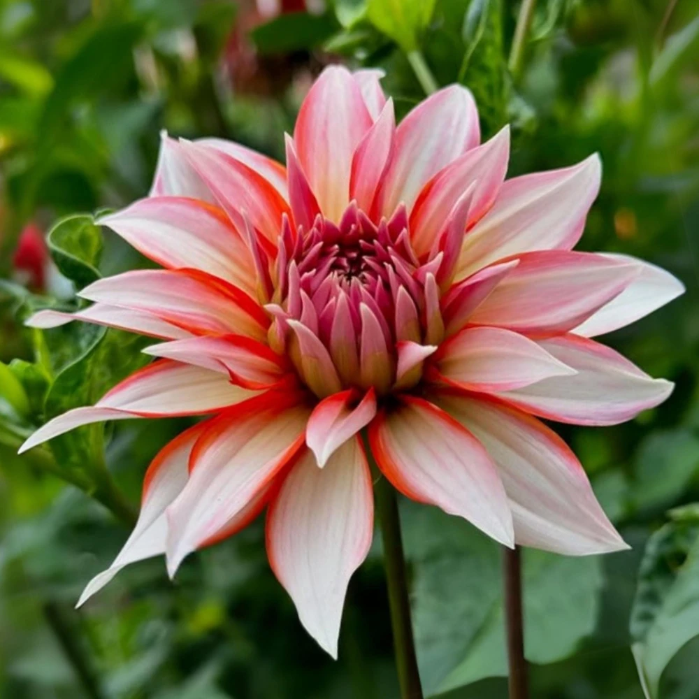 Santa Claus Dahlia Seeds - Pollinator Friendly- Open Pollinated - Heirloom - Flower Seeds - Mix Seeds to Plant - Image 18