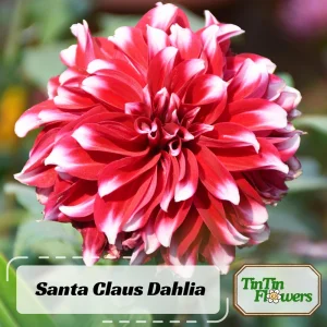 Santa Claus Dahlia Seeds - Pollinator Friendly- Open Pollinated - Heirloom - Flower Seeds - Mix Seeds to Plant - Image 2