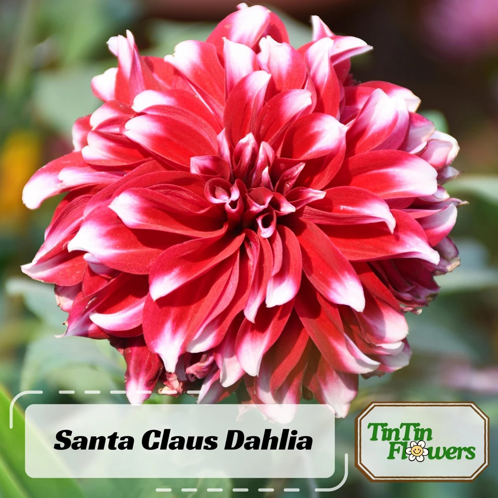 Santa Claus Dahlia Seeds - Pollinator Friendly- Open Pollinated - Heirloom - Flower Seeds - Mix Seeds to Plant - Image 2