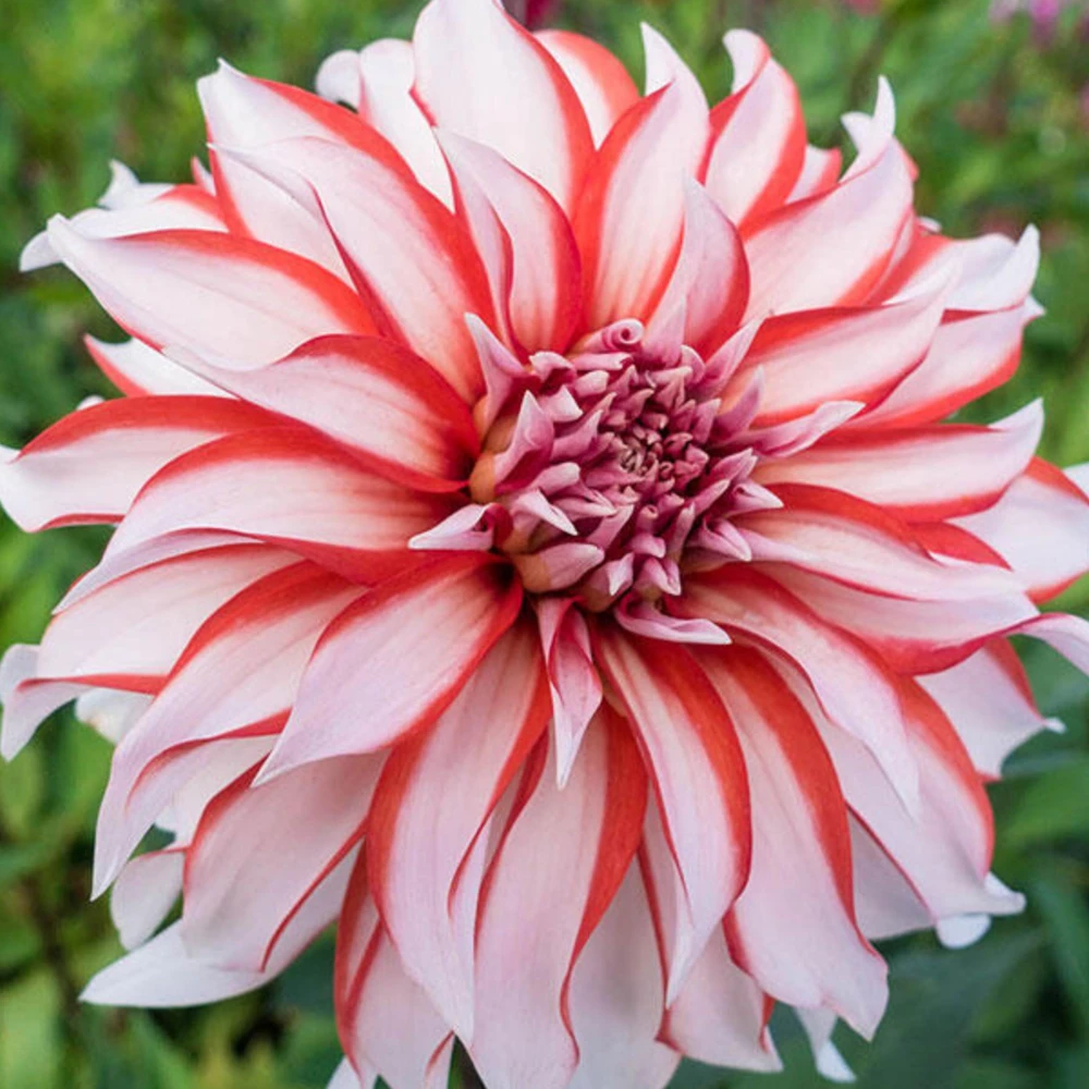 Santa Claus Dahlia Seeds - Pollinator Friendly- Open Pollinated - Heirloom - Flower Seeds - Mix Seeds to Plant - Image 3