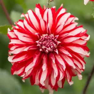 Santa Claus Dahlia Seeds - Pollinator Friendly- Open Pollinated - Heirloom - Flower Seeds - Mix Seeds to Plant - Image 4