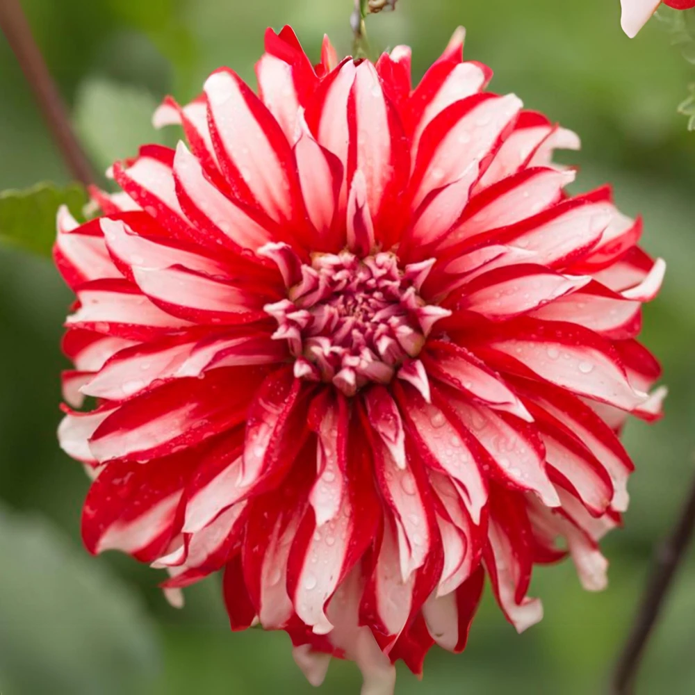 Santa Claus Dahlia Seeds - Pollinator Friendly- Open Pollinated - Heirloom - Flower Seeds - Mix Seeds to Plant - Image 4
