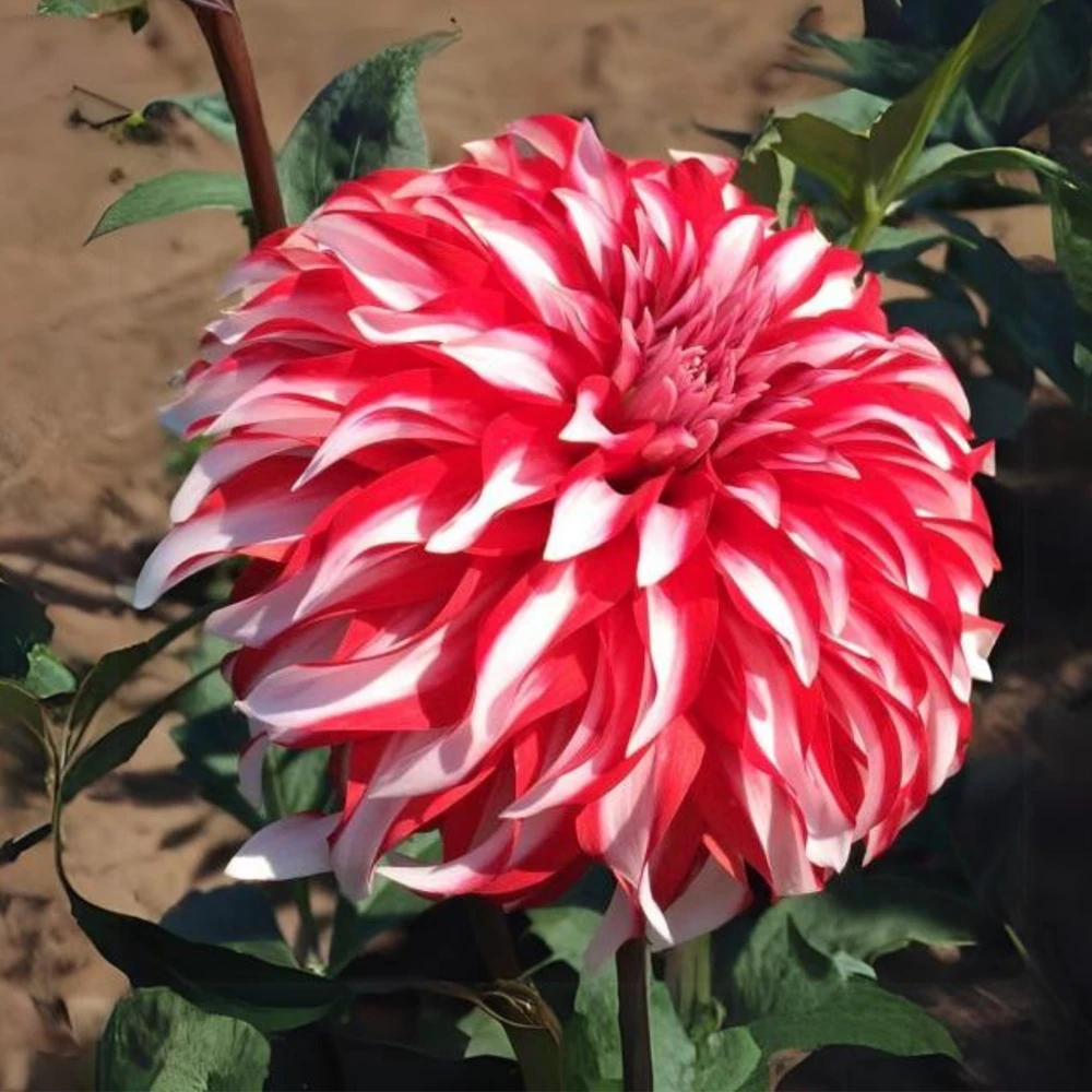 Santa Claus Dahlia Seeds - Pollinator Friendly- Open Pollinated - Heirloom - Flower Seeds - Mix Seeds to Plant - Image 5