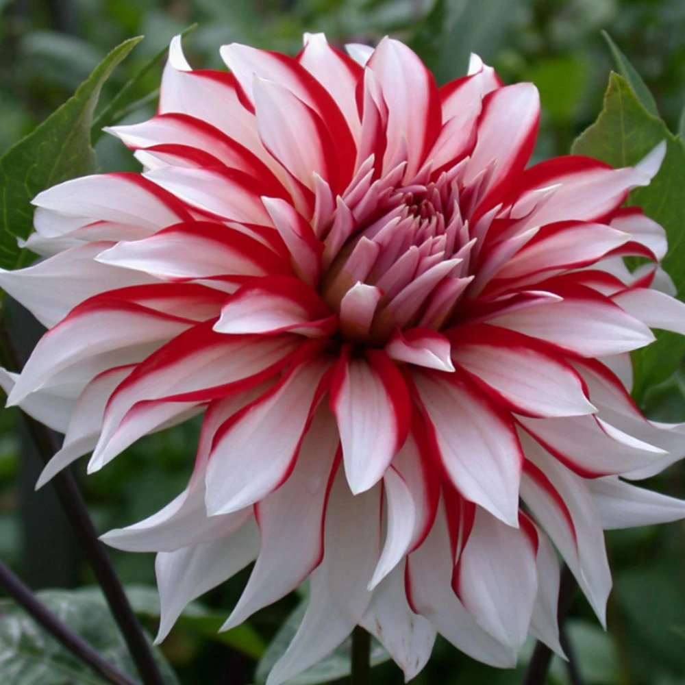 Santa Claus Dahlia Seeds - Pollinator Friendly- Open Pollinated - Heirloom - Flower Seeds - Mix Seeds to Plant - Image 6
