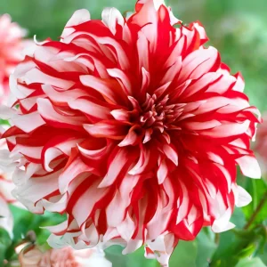 Santa Claus Dahlia Seeds - Pollinator Friendly- Open Pollinated - Heirloom - Flower Seeds - Mix Seeds to Plant - Image 7