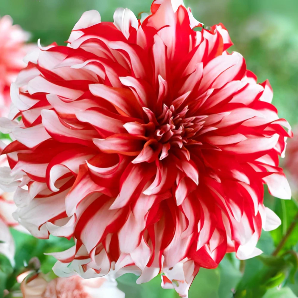 Santa Claus Dahlia Seeds - Pollinator Friendly- Open Pollinated - Heirloom - Flower Seeds - Mix Seeds to Plant - Image 7