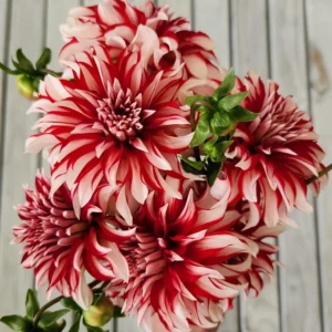 Santa Claus Dahlia Seeds - Pollinator Friendly- Open Pollinated - Heirloom - Flower Seeds - Mix Seeds to Plant - Image 8