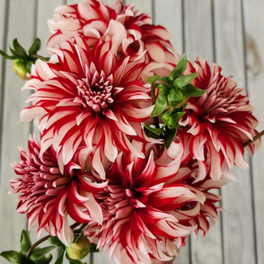 Santa Claus Dahlia Seeds - Pollinator Friendly- Open Pollinated - Heirloom - Flower Seeds - Mix Seeds to Plant - Image 8