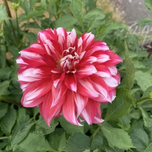 Santa Claus Dahlia Seeds - Pollinator Friendly- Open Pollinated - Heirloom - Flower Seeds - Mix Seeds to Plant - Image 9