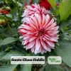 Santa Claus Dahlia Seeds - Pollinator Friendly- Open Pollinated - Heirloom - Flower Seeds - Mix Seeds to Plant - Image 1
