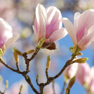 Saucer Magnolia Shrub Tree Live Plant, 6-12 inches Tall, Fragrant Pink & White Blooms, Outdoor Deciduous - Image 3