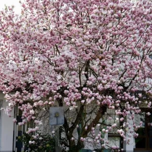 Saucer Magnolia Shrub Tree Live Plant, 6-12 inches Tall, Fragrant Pink & White Blooms, Outdoor Deciduous - Image 4