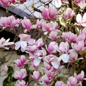 Saucer Magnolia Shrub Tree Live Plant, 6-12 inches Tall, Fragrant Pink & White Blooms, Outdoor Deciduous - Image 5