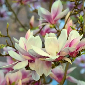 Saucer Magnolia Shrub Tree Live Plant, 6-12 inches Tall, Fragrant Pink & White Blooms, Outdoor Deciduous - Image 6