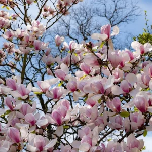 Saucer Magnolia Shrub Tree Live Plant, 6-12 inches Tall, Fragrant Pink & White Blooms, Outdoor Deciduous - Image 7