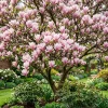 Saucer Magnolia Shrub Tree Live Plant, 6-12 inches Tall, Fragrant Pink & White Blooms, Outdoor Deciduous - Image 1