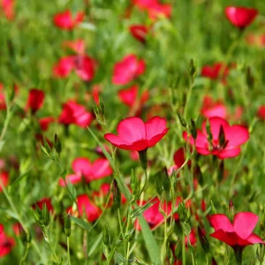 Scarlet Flax Linum Seeds | 30 Non-GMO Perennial Seeds | Attracts Pollinators - Image 10