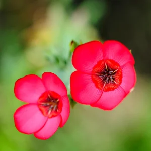Scarlet Flax Linum Seeds | 30 Non-GMO Perennial Seeds | Attracts Pollinators - Image 11