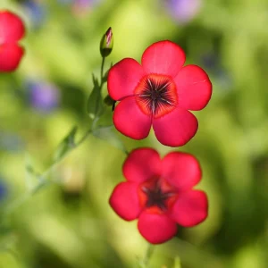 Scarlet Flax Linum Seeds | 30 Non-GMO Perennial Seeds | Attracts Pollinators - Image 12