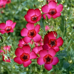 Scarlet Flax Linum Seeds | 30 Non-GMO Perennial Seeds | Attracts Pollinators - Image 13