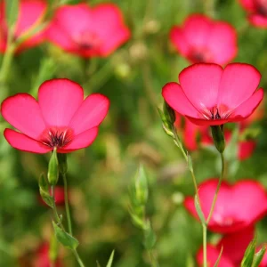 Scarlet Flax Linum Seeds | 30 Non-GMO Perennial Seeds | Attracts Pollinators - Image 14