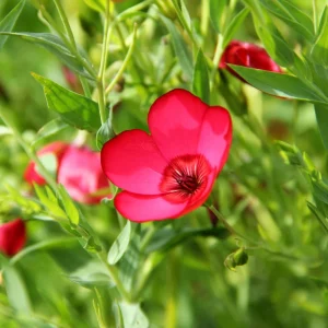 Scarlet Flax Linum Seeds | 30 Non-GMO Perennial Seeds | Attracts Pollinators - Image 15