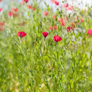 Scarlet Flax Linum Seeds | 30 Non-GMO Perennial Seeds | Attracts Pollinators - Image 16
