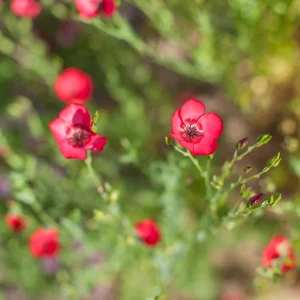 Scarlet Flax Linum Seeds | 30 Non-GMO Perennial Seeds | Attracts Pollinators - Image 17
