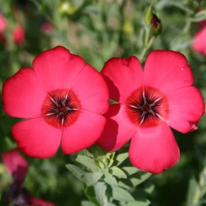 Scarlet Flax Linum Seeds | 30 Non-GMO Perennial Seeds | Attracts Pollinators - Image 18