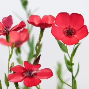 Scarlet Flax Linum Seeds | 30 Non-GMO Perennial Seeds | Attracts Pollinators - Image 2