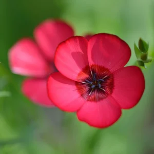Scarlet Flax Linum Seeds | 30 Non-GMO Perennial Seeds | Attracts Pollinators - Image 3