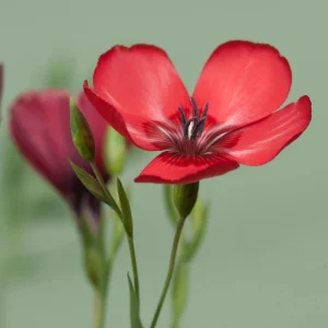 Scarlet Flax Linum Seeds | 30 Non-GMO Perennial Seeds | Attracts Pollinators - Image 4
