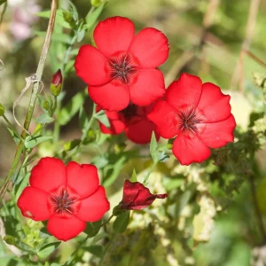 Scarlet Flax Linum Seeds | 30 Non-GMO Perennial Seeds | Attracts Pollinators - Image 5