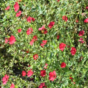 Scarlet Flax Linum Seeds | 30 Non-GMO Perennial Seeds | Attracts Pollinators - Image 6
