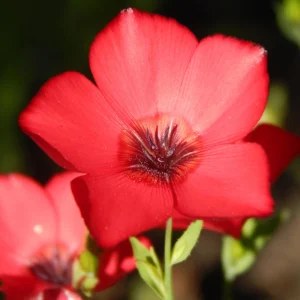 Scarlet Flax Linum Seeds | 30 Non-GMO Perennial Seeds | Attracts Pollinators - Image 7