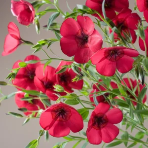 Scarlet Flax Linum Seeds | 30 Non-GMO Perennial Seeds | Attracts Pollinators - Image 8