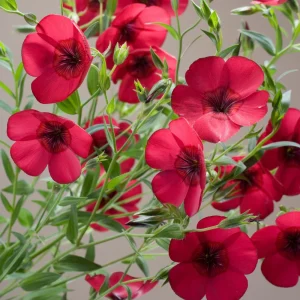 Scarlet Flax Linum Seeds | 30 Non-GMO Perennial Seeds | Attracts Pollinators - Image 9
