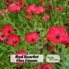 Scarlet Flax Linum Seeds | 30 Non-GMO Perennial Seeds | Attracts Pollinators - Image 1