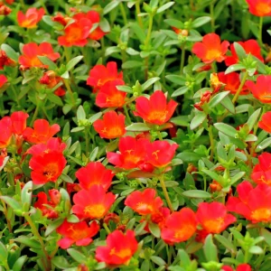 Scarlet Purslane Seeds - Portulaca oleracea - 30 Seeds - Red Blooms, Heat Tolerant Ground Cover - Image 10